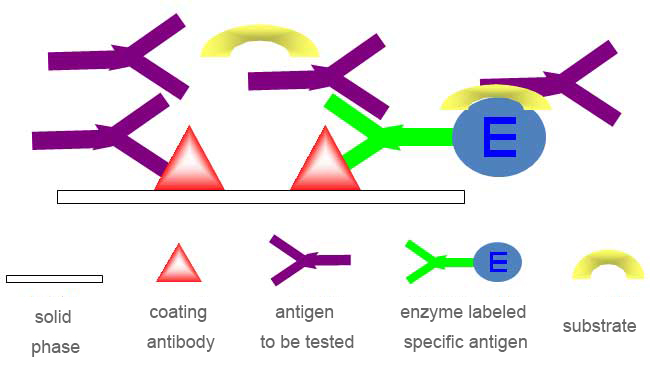 competitive ELISA